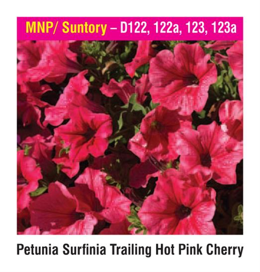 MNP / Suntory